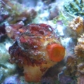 local species also in my 46 gallon