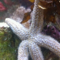 star fish