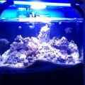 46 gallon bow front