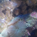 my green mushrooms