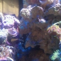 green star polyps with purple mat and watermelon zoo's