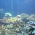 My 54g Corner SW Tank