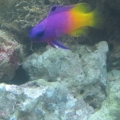 IMG_1669g