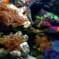 aquascape