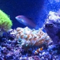 Christmas Wrasse