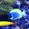 PB Tang and Canary Wrasse