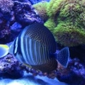 Two Tangs