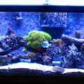 Dec 2010 full tank shot