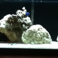 20 gallon FTS