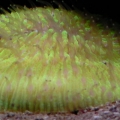 Fungia