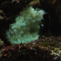 Green BTA