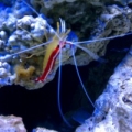 Skunk Cleaner Shrimp