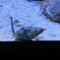 Nassarius Snail