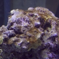 rock