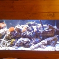 tank40
