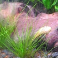 Albino