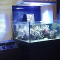 Full tank shot with getto shade