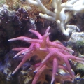 Weird bleaching on digi