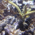 Staghorn domination