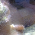 Shroom boom
