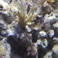 Aussie corals