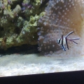 Bangaii fish
