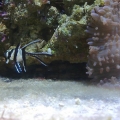 Bangaii baby fish