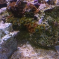 Colorful Polyps