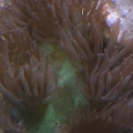 My Green Elegance Coral