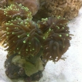 Green Torch Coral