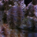My Bubble Coral
