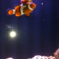 Nemo and Marlin