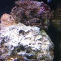 My Daisy Polyps