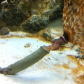 Feather Duster stretching