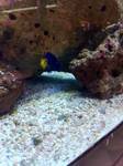 small angel newest fish