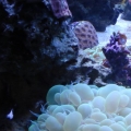 My bubble coral
