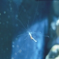 Spaghetti worm