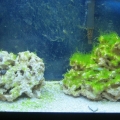 GreenAlgae