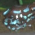 dart frog