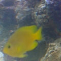 Yellow Damsel