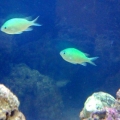 Blue Green Chromis