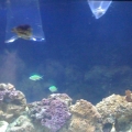 Whole Tank 1 month old