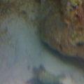 Emerald Crab
