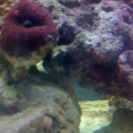 Red Mushroom
