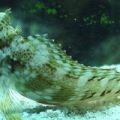 Lawnmower Blenny