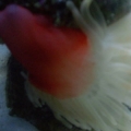 ANENOME2