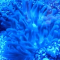 ANENOME3