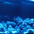 TANK113