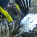 FISH12