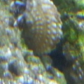 blue_mexican_hermit3